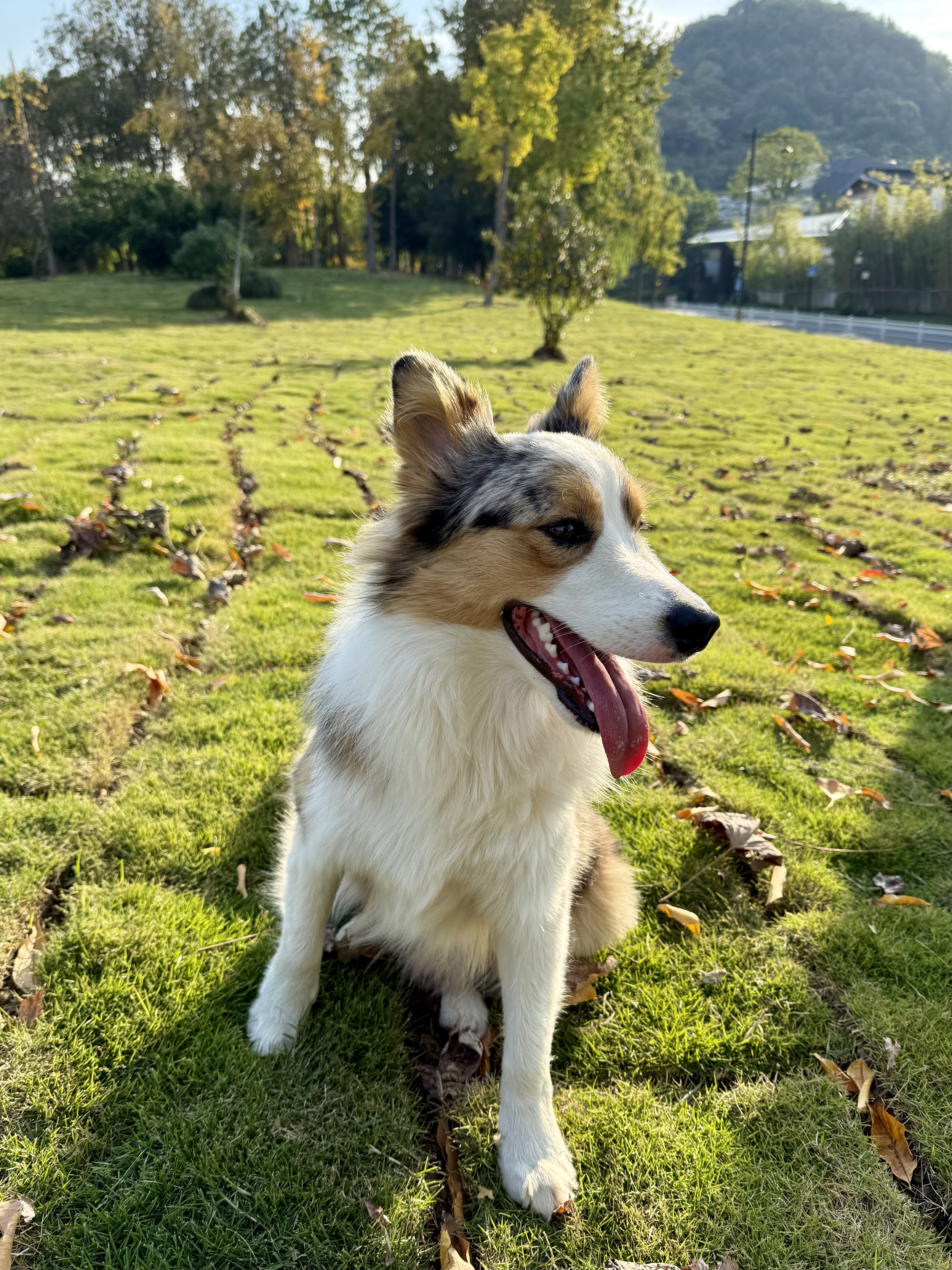 Pax - 狗搭的灵感来源